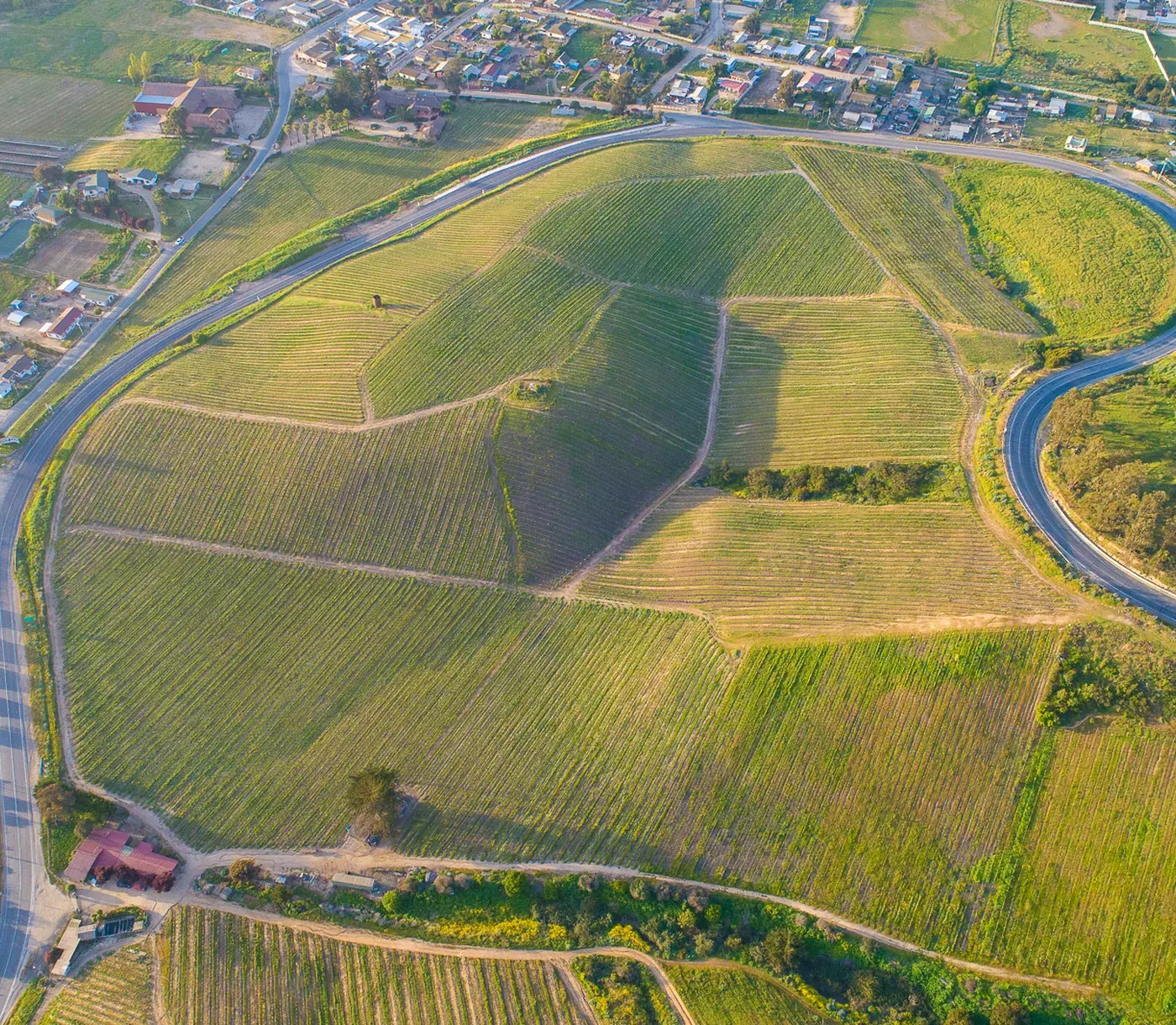 Casa Marín vineyards near the Pacific coast